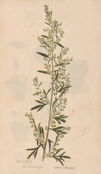 Ectypa Vegetabilium Pl 076