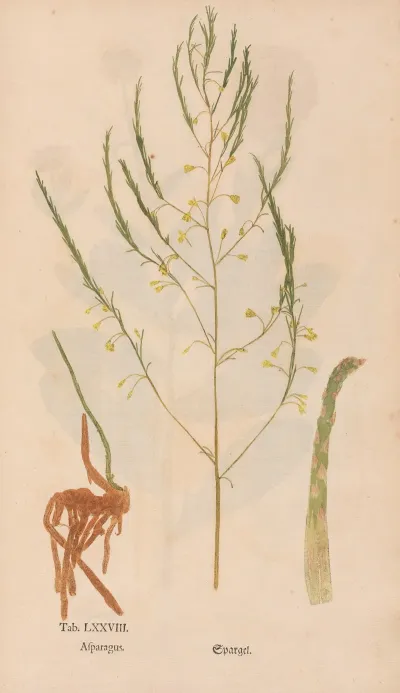 Ectypa Vegetabilium Pl 078