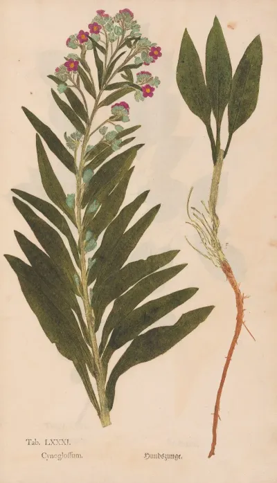 Ectypa Vegetabilium Pl 081