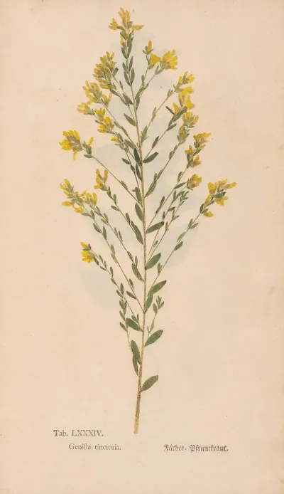 Ectypa Vegetabilium Pl 084