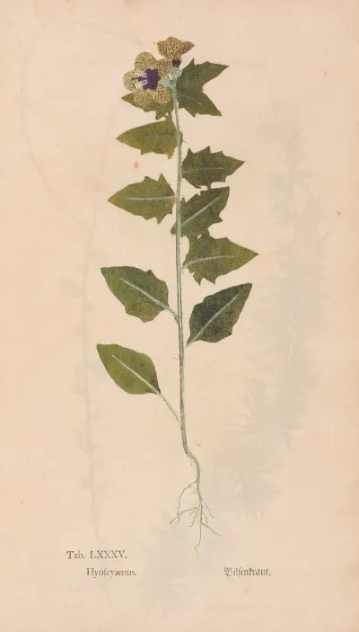 Ectypa Vegetabilium Pl 085
