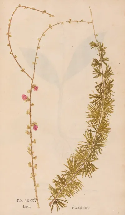 Ectypa Vegetabilium Pl 086