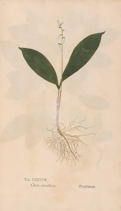 Ectypa Vegetabilium Pl 087