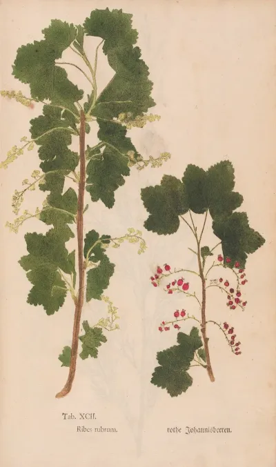 Ectypa Vegetabilium Pl 092