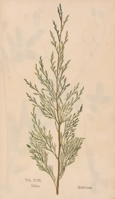 Ectypa Vegetabilium Pl 093