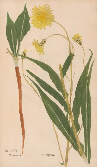 Ectypa Vegetabilium Pl 096