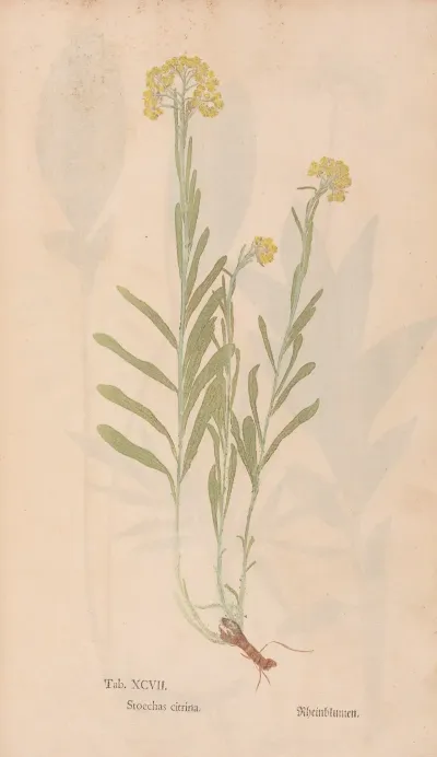 Ectypa Vegetabilium Pl 097