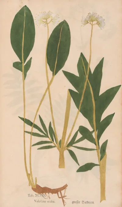 Ectypa Vegetabilium Pl 098
