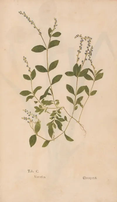 Ectypa Vegetabilium Pl 100