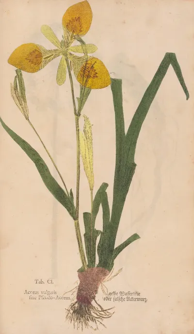 Ectypa Vegetabilium Pl 101