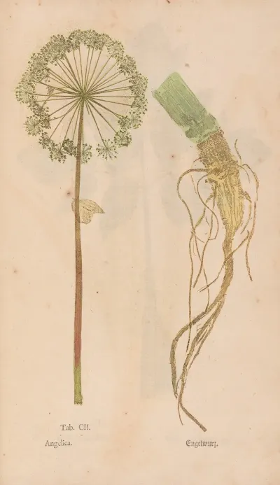 Ectypa Vegetabilium Pl 102