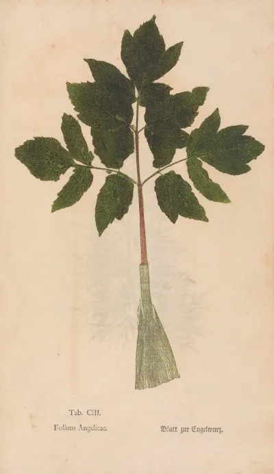 Ectypa Vegetabilium Pl 103