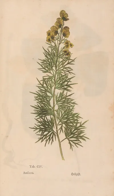 Ectypa Vegetabilium Pl 104