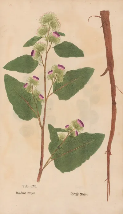 Ectypa Vegetabilium Pl 106