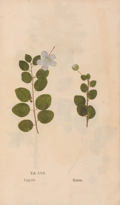 Ectypa Vegetabilium Pl 107