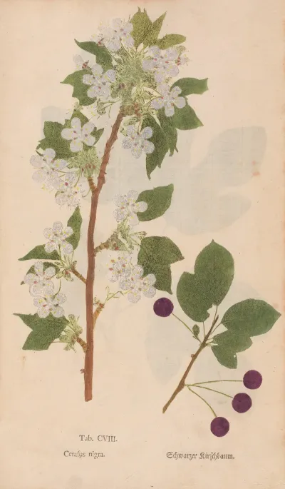 Ectypa Vegetabilium Pl 108
