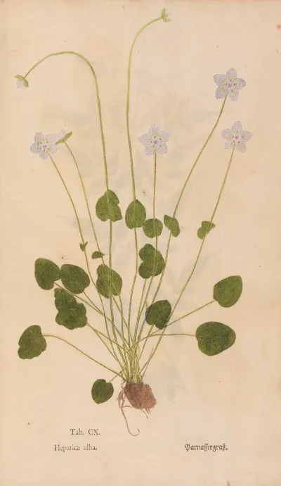 Ectypa Vegetabilium Pl 110
