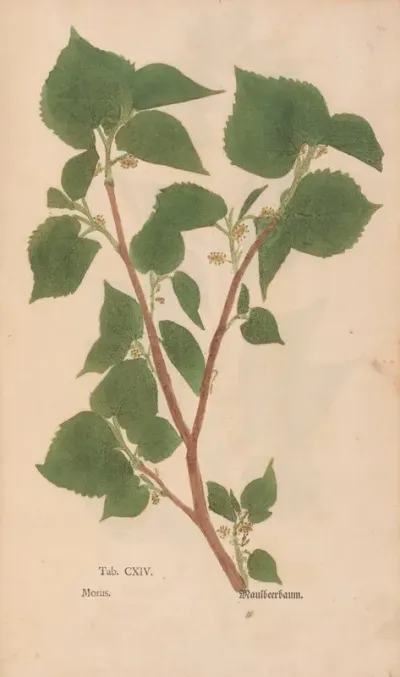 Ectypa Vegetabilium Pl 114