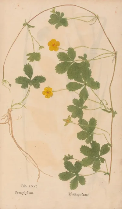 Ectypa Vegetabilium Pl 116
