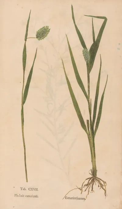 Ectypa Vegetabilium Pl 117