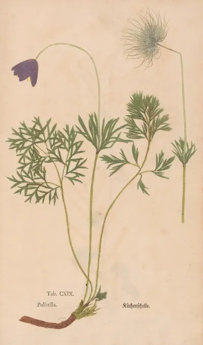 Ectypa Vegetabilium Pl 119
