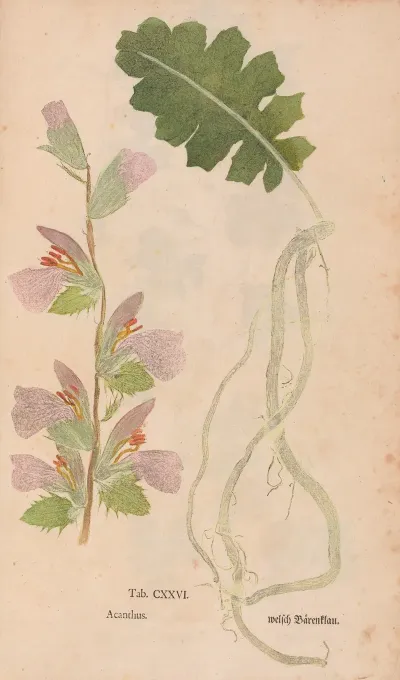 Ectypa Vegetabilium Pl 126