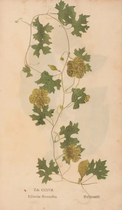 Ectypa Vegetabilium Pl 127