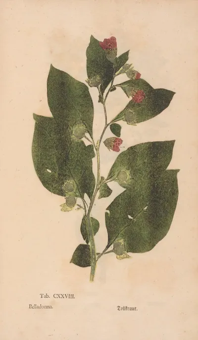 Ectypa Vegetabilium Pl 128