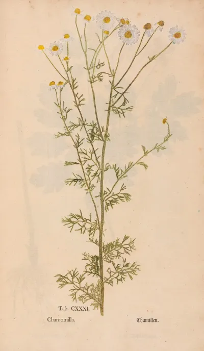 Ectypa Vegetabilium Pl 131