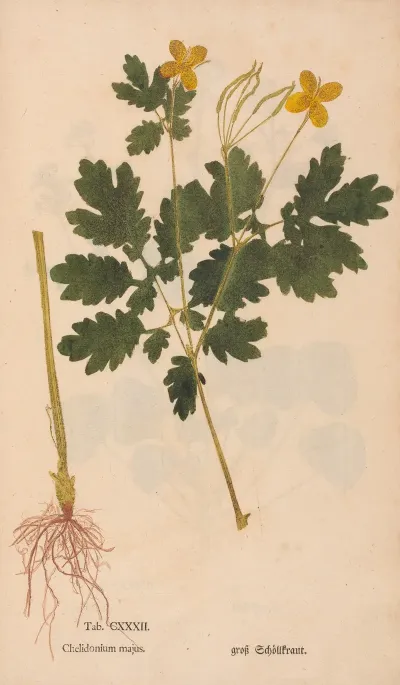 Ectypa Vegetabilium Pl 132