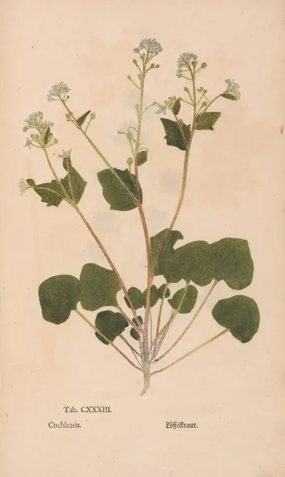Ectypa Vegetabilium Pl 133