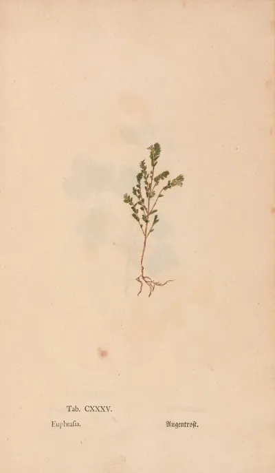 Ectypa Vegetabilium Pl 135