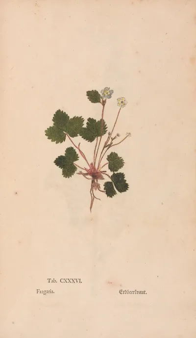 Ectypa Vegetabilium Pl 136