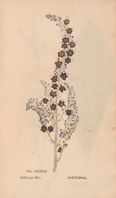 Ectypa Vegetabilium Pl 137