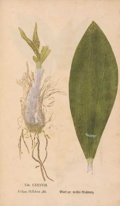 Ectypa Vegetabilium Pl 138