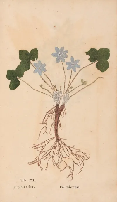 Ectypa Vegetabilium Pl 140