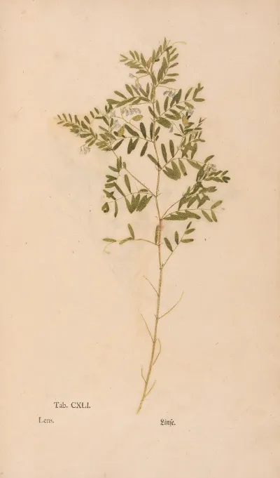 Ectypa Vegetabilium Pl 141