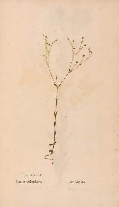 Ectypa Vegetabilium Pl 143