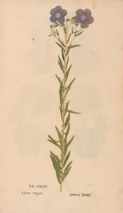 Ectypa Vegetabilium Pl 144