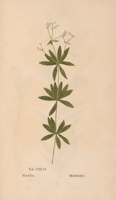 Ectypa Vegetabilium Pl 146