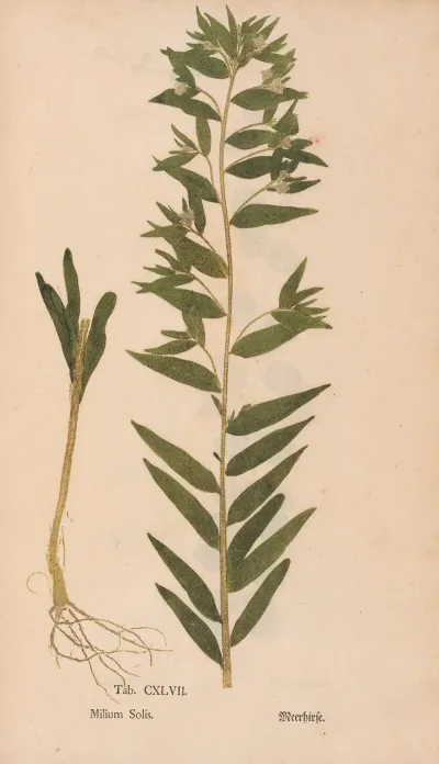 Ectypa Vegetabilium Pl 147