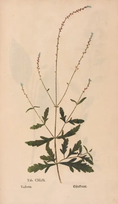 Ectypa Vegetabilium Pl 149