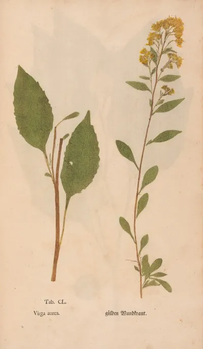 Ectypa Vegetabilium Pl 150