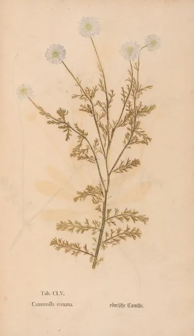 Ectypa Vegetabilium Pl 155