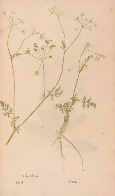 Ectypa Vegetabilium Pl 156