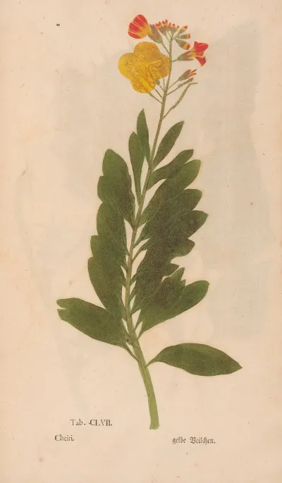 Ectypa Vegetabilium Pl 157