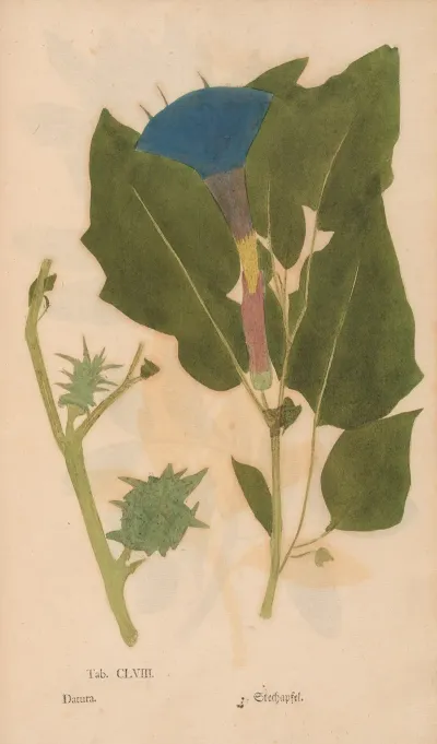 Ectypa Vegetabilium Pl 158