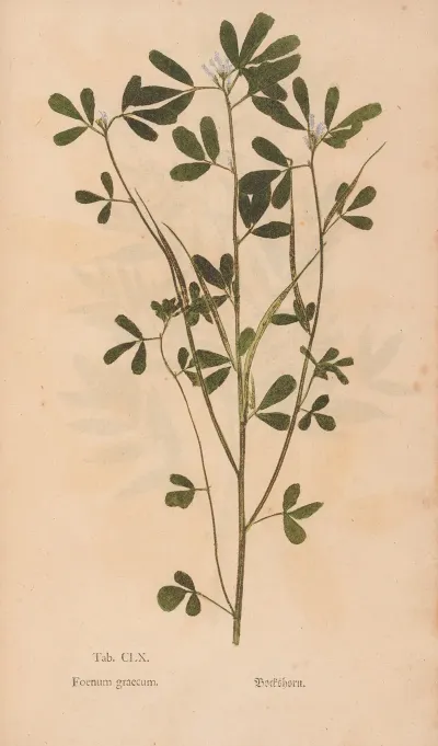 Ectypa Vegetabilium Pl 160