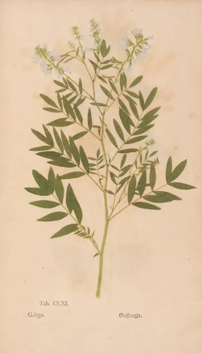 Ectypa Vegetabilium Pl 161