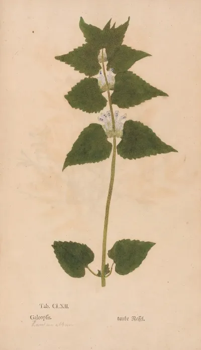 Ectypa Vegetabilium Pl 162